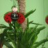 Floraria Noblesse Braila