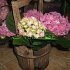 Floraria Noblesse Braila
