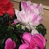 Floraria Noblesse Braila