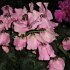 Floraria Noblesse Braila