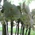 Floraria Noblesse Braila