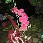 Floraria Noblesse Braila
